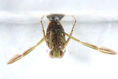 Notonecta undulata