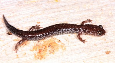 young Red-backed (leadbacked) Salamander - Plethodon cinereus