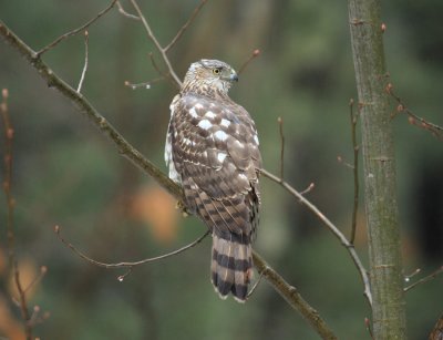 Coopers Hawk - Accipiter cooperii