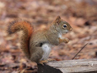 Red Squirrel - Tamiasciurus hudsonicus