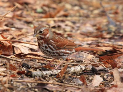 Fox Sparrow - Passerella iliaca