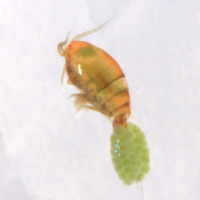 Aquatic Invertebrates - Branchiopoda