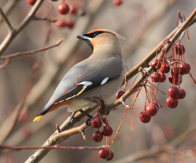 Bohemian Waxwing - Bombycilla garrulus