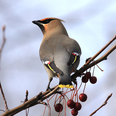 Bohemian Waxwing - Bombycilla garrulus