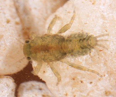 Ephemerella sp. (early instar)
