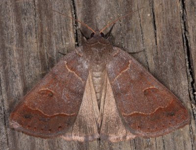 8591 - Common Oak Moth - Phoberia atomaris