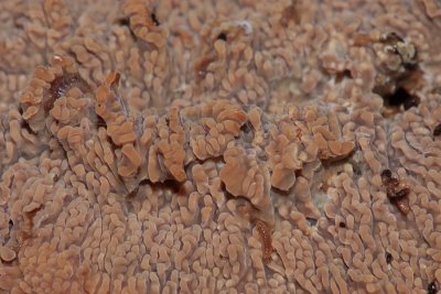 Wrinkled Crust - Phlebia radiata