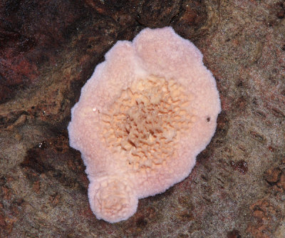 Merulius (=Phlebia) tremellosus