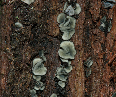 Chlorociboria aeruginescens (Blue Stain)