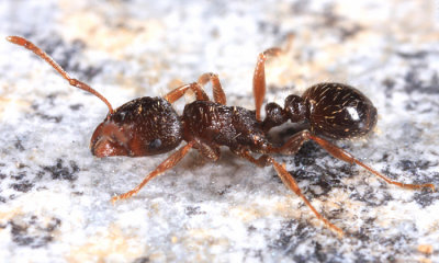 Immigrant Pavement Ant - Tetramorium immigrans