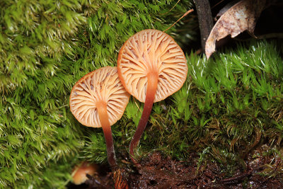 Pinewood Gingertail - Xeromphalina campanella 