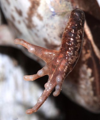 female Wood Frog - Lithobates sylvaticus