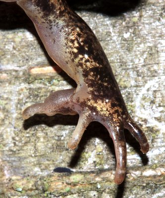 male Wood Frog - Lithobates sylvaticus