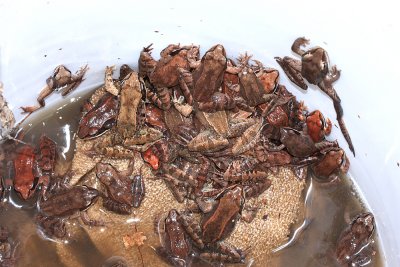 Wood Frogs (Lithobates sylvaticus) in a pitfall trap