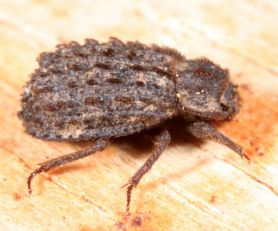 Trox variolatus