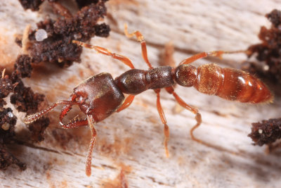 Dracula Ant - Stigmatomma pallipes