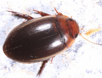 Hydaticus cinctipennis