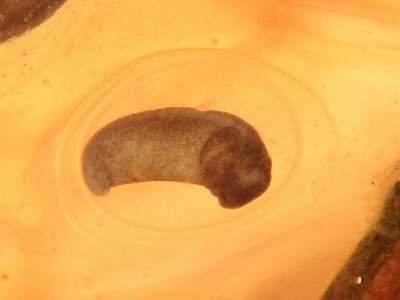 Blue-spotted Salamander egg - Ambystoma laterale