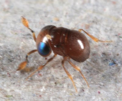 Baeus sp. (.8mm Dwarf flightless female Wasp)