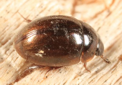 Water Scavenger Beetles - Hydrophilidae
