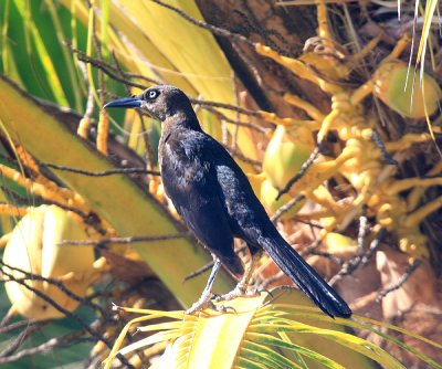 female Great-tailed Grackle - Quiscalus mexicanus