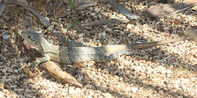 Black Iguana - Ctenosaura similis