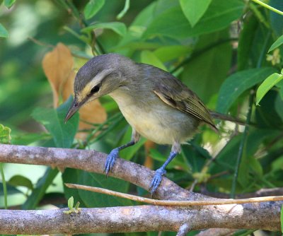 Yucatan Vireo - Vireo magister