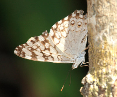 Gray Cracker - Hamadryas februa 