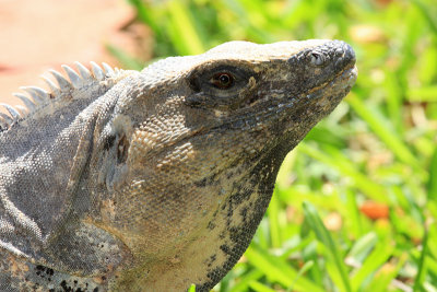 Yucatan Reptiles and Amphibians
