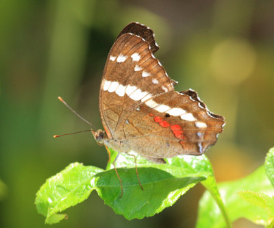 Banded Peacock - Anartia fatima