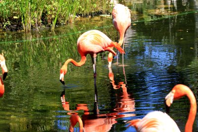 Greater Flamingo at Grand Palladium Resort