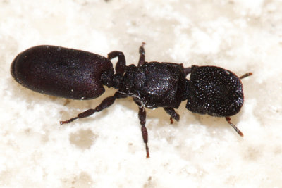 Cephalotes pallens species group (queen)