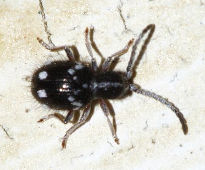 Spider Beetle - Niptinus sp.