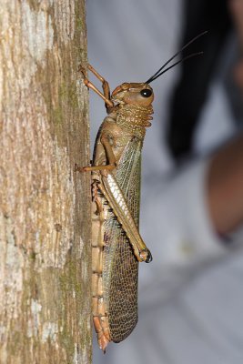 Giant Red-winged Grasshopper - Tropidacris cristata (4 long grasshopper)