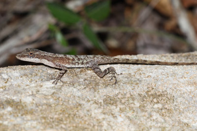 Ghost Anole - Anolis lemurinus