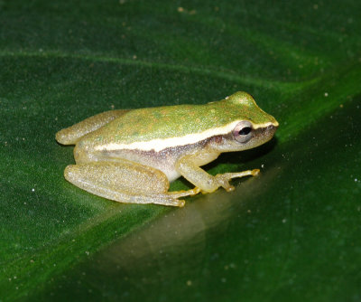 Painted Tree Frog - Tlalocohyla picta