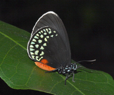 Mexican Cycadian - Eumaeus toxea