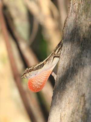 Ghost Anole - Anolis lemurinus