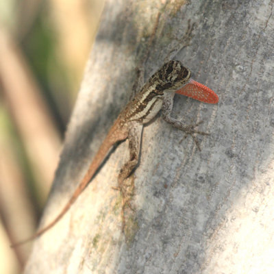 Ghost Anole - Anolis lemurinus