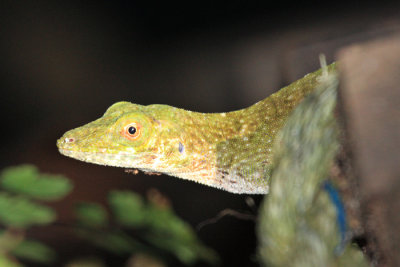 Neotropical Green Anole - Anolis biporcatus