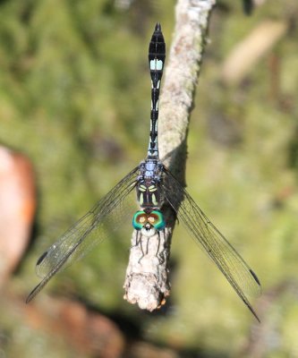 Dragonflies of Mexico