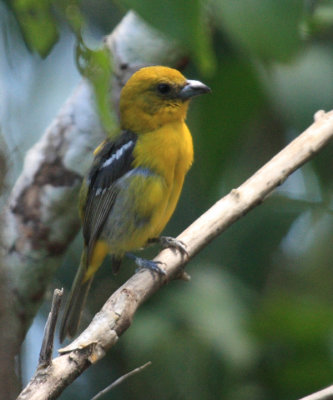 female White-winged Tanager - Piranga leucoptera