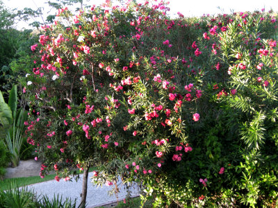 Flowing bush below our balcony at the Grand Palladium