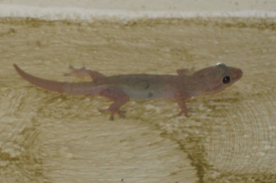 House Gecko - Hemidactylus mabouia