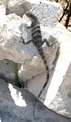 Black Iguana - Ctenosaura similis