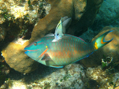 male Stoplight Parrotfish - Sparisoma viride