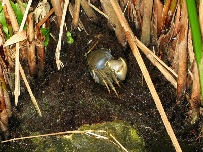 Crab in the vegetation in the fish pond
