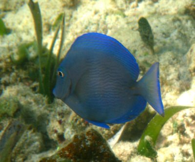 Atlantic Blue Tang - Acanthurus coeruleus