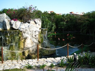Flamingo pond