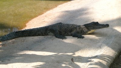 Crocodile